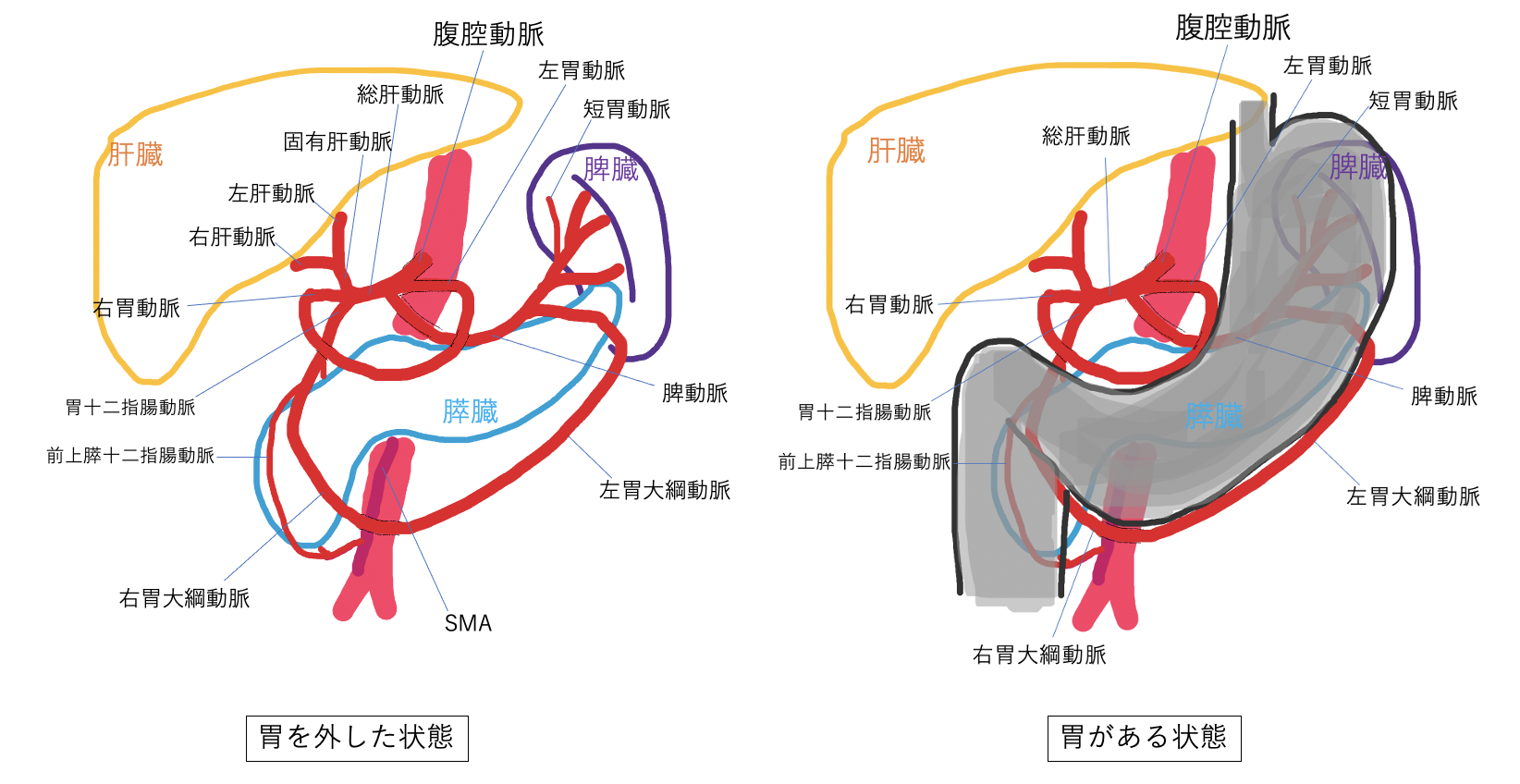 【MRI認定31】腹部の血管まとめ、10問 ラドライフ